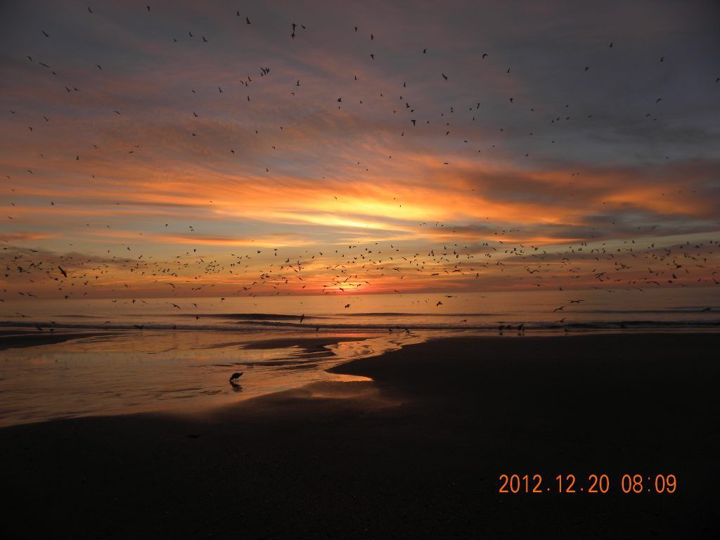 myrtle beach sunrise birds