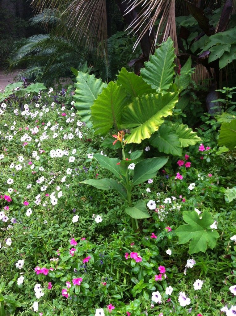 中间的金黄色花上面