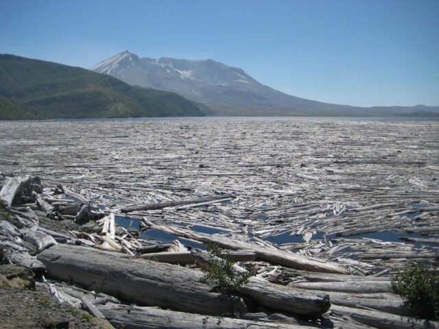 Logs floating on Spirit Lake, 2012. Credit: Stephan Schulz, Creative Commons, Wikipedia