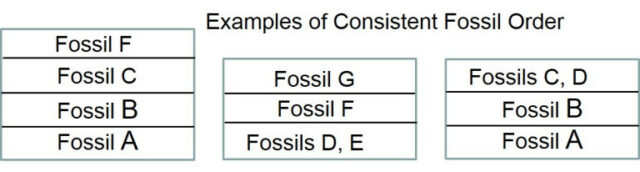 化石顺序的例子
