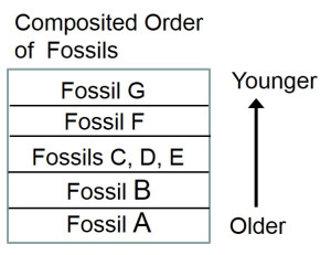  岩石中的化石顺序 